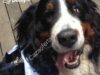 Promoción Uber Día Mundial de Llevar la Mascota al Trabajo: solicita un Uber y adopta un cachorrito!