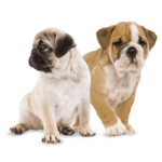 En Pet n' Go 3x2 en alimentos seleccionados para cachorros marca Royal Canin