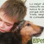 Promoción Petland Paque Lindavista 50% de descuento en TODA la tienda solo hoy
