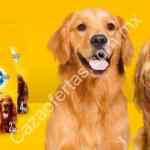 Bulto de Pedigree gratis en la compra de otros 3 bultos en Superama a domicilio