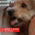 Gran evento de adopciones Petco hoy 20 de marzo en todas las tiendas