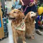 Gran Inauguración Petco Satélite 8 y 9 de abril: evento de adopción, regalos y tarjetas de $100 para los primeros