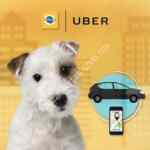 Código Uber para primer viaje gratis cortesía de Pedigree