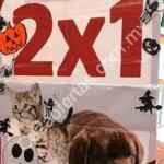 En Maskota 2x1 en disfraces para perros y gatos