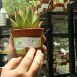 Plantas en peligro de extinción GRATIS en el Jardín Botánico de la UNAM