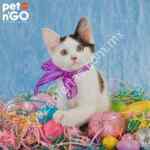 Pet N Go promo de Pascua con cupones de descuento escondidos en su tienda