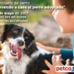 En Petco Seminario gratis "Llevando a casa al perro adoptado" este domingo a las 14:00