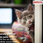 En Petco seminario gratuito "Criando Gatitos" este sábado 24 de junio a las 12:00 PM