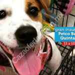 Inauguración Petco Bernardo Quintana (Querétaro) 12 de agosto: tarjetas de $100 para los primeros 100