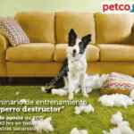 En Petco seminario de entrenamiento gratuito "El Perro destructor" hoy domingo 27 de agosto