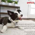 En Petco seminario gratis de "Soluciones de limpieza para tu hogar" hoy sábado a las 12:00