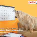 En Petco evento de adopciones y seminario gratuito "Ansiedad por separación" hoy domingo