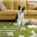 En Petco seminario de entrenamiento gratuito "El Perro Destructor" hoy domingo 22 de octubre