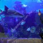 Promoción Acuario Inbursa Buen Fin 2017: $50 pesos de descuento en entrada