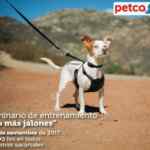 En Petco evento de adopción hoy y seminario de entrenamiento gratuito "No más jalones"