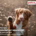En Petco Seminario de entrenamiento gratuito "Ansiedad por separación" hoy domingo 21 de enero