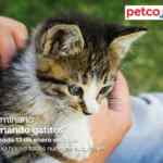 En Petco Seminario gratuito "Criando Gatitos" hoy sábado 13 de enero 2018