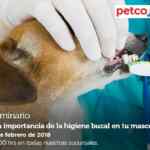 En Petco seminario gratis "La importancia de la higiene bucal en tu mascota" hoy sábado
