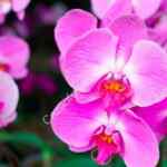 En Expo Orquídeas 2018 orquídea GRATIS llevando 30 frascos de vidrio
