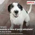 En Petco evento de adopción y seminarios "Llevando a casa al perro adoptado" y "Nutrición de los geckos" hoy domingo