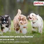 En Petco Seminarios "Socialización para cachorros" y "hora de juego con loros" hoy domingo