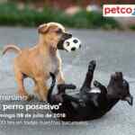 Seminarios gratuitos en Petco hoy Domingo: "El Perro Posesivo" y "Cuidado de los peces betta"
