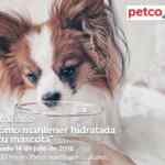 En Petco seminario gratuito "La importancia de mantener hidratada a tu mascota" hoy sábado