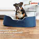 En Petco seminarios gratuitos "No más brincos" "cama ideal para tu mascota" y más