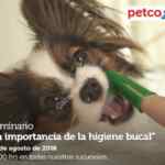 En Petco seminarios "Importancia de higiene bucal" y "Pooch pad auxiliar para la hora del baño" hoy sábado