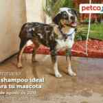 Seminarios Petco gratuitos "shampoo ideal para tu mascota" y "la mejor arena para tu gato" hoy sábado