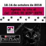 Esterilización Gratis para gatos negros en el Centro Médico para Gatos del 12 al 14 de octubre