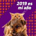 En Maskota 20% de descuento en alimento para cachorros, juguetes, camas y más