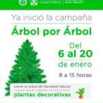 En la CDMX canjea tu arbolito de Navidad por plantas decorativas Gratis con el programa “Árbol por Árbol”