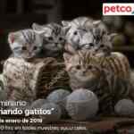 En Petco seminario gratuito "Criando gatitos" hoy sábado 12 de enero