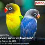 Seminarios Petco "No más brincos" y "Conoce a los lovebirds" hoy domingo