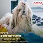 Seminarios Petco gratuitos fin de semana: "El perro destructor", "premios para cuidado dental" y "alimento pequeños mamíferos"
