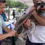 En CDMX vacunas antirrábicas Gratis para perros y gatos del 24 al 30 de marzo 2019