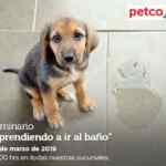 Seminarios Petco de fin de semana: "Cómo elegir shampoo ideal", "Aprendiendo a ir al baño" y "dieta para tus reptiles"
