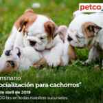 Seminarios Petco fin de semana: Soluciones para problemas de piel y pelo, socialización para cachorros y más