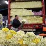 Venta Nocturna Central de Abasto Día de las Madres: venta de flores al mayoreo y menudeo