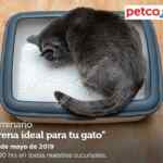 Seminarios Petco fin de semana: "arena ideal para tu gato", "el perro destructor" y más