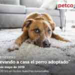 Seminarios Petco fin de semana: "Alimentación correcta para tu gato", "llevando a casa al perro adoptado" y más