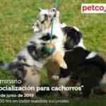 Seminarios Petco fin de semana: "alimento mascotas raza pequeña", "socialización para cachorros" y "peces cíclidos"