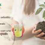Promoción 100% Natural: bebida Gratis si plantas un árbol