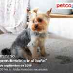 Seminarios Petco de fin de semana: "¿Conoces el alimento húmedo?", "aprendiendo a ir al baño" y "juguetes naturales"