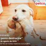 Seminarios Petco gratuitos fin de semana: "alimento natural", "el perro destructor" y "alimentos naturales para aves"