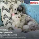 Seminarios Petco de fin de semana: "Prueba lo natural", "Perro posesivo" y "¿Qué es un erizo terrestre?"