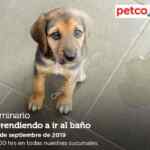 Seminarios Petco fin de semana: "Problemas razas pequeñas", "aprendiendo a ir al baño" e "importancia de iluminación en reptiles"