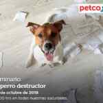 Seminarios Petco fin de semana: "Prueba lo natural", "El perro destructor" y "Alimentación balanceada para aves"