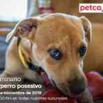 Seminarios Petco de fin de semana: El perro posesivo, alimentos libres de granos y decoración en reptiles